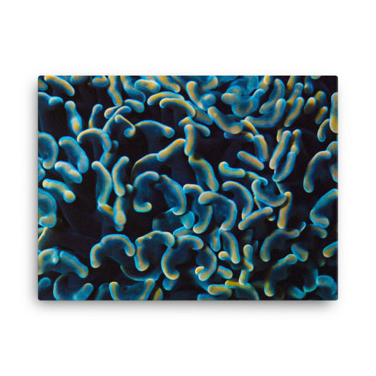 Below The Horizon - Canvas - Coral Reef Photography Art