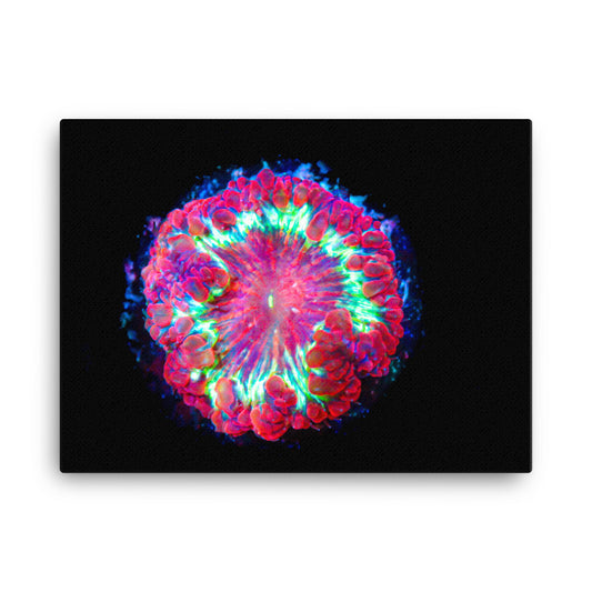Blastonova - Canvas - Coral Reef Photography Art