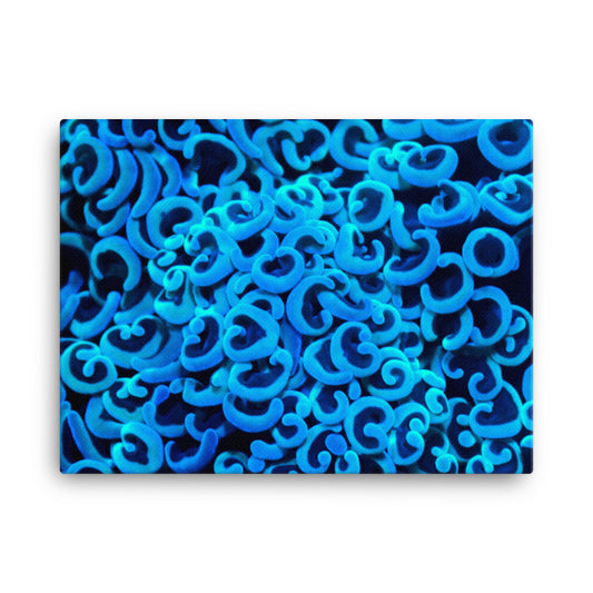 Cupid's Curls - Canvas - Coral Reef Photography Art