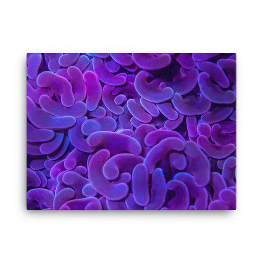 Taro Tide - Canvas - Coral Reef Photography Art