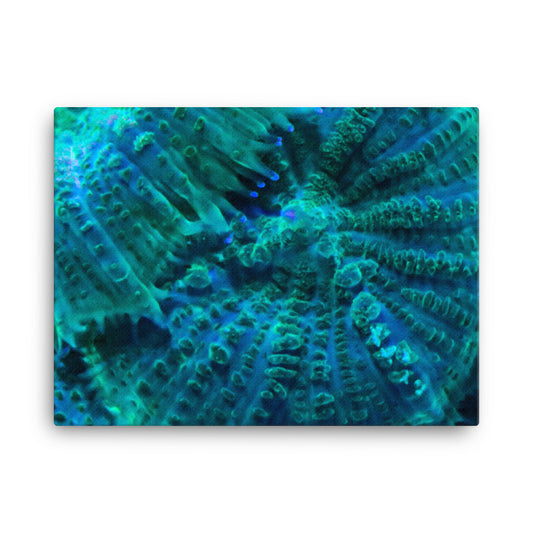 Green Testudo - Canvas - Coral Reef Photography Art