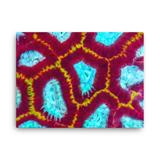 Arc Reactor - Canvas - Coral Reef Photography Art