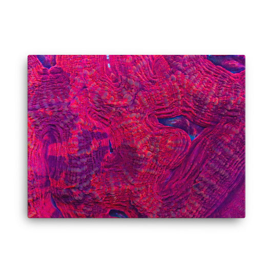 Igneous - Canvas - Coral Reef Photography Art