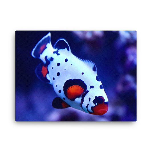 Ocellated Jester - Canvas - Coral Reef Photography Art