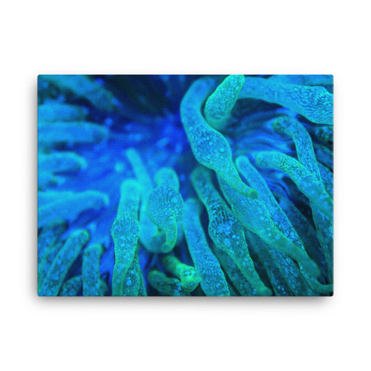Acid Locs - Canvas - Coral Reef Photography Art