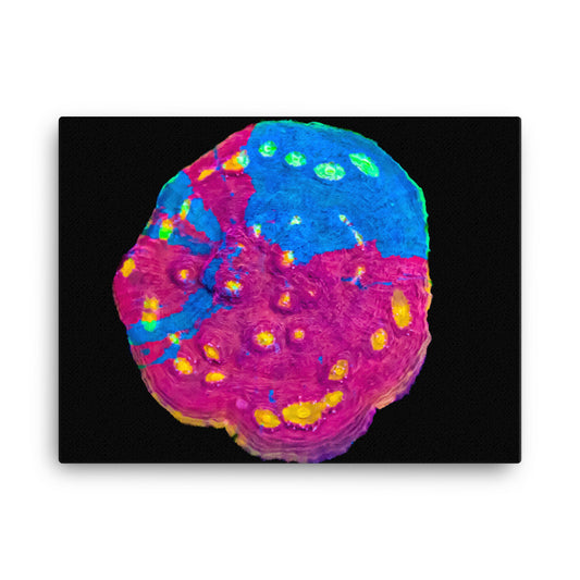Waxberry - Canvas - Coral Reef Photography Art