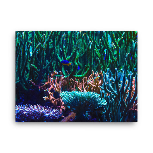 Limestone Forest - Canvas - Coral Reef Photography Art