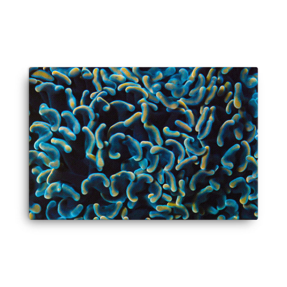 Below The Horizon - Canvas - Coral Reef Photography Art