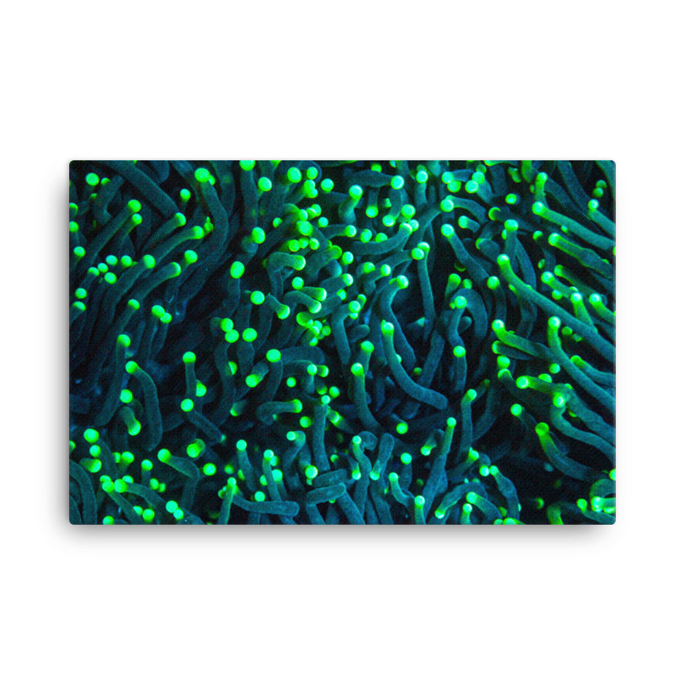 Firefly Rockets - Canvas - Coral Reef Photography Art