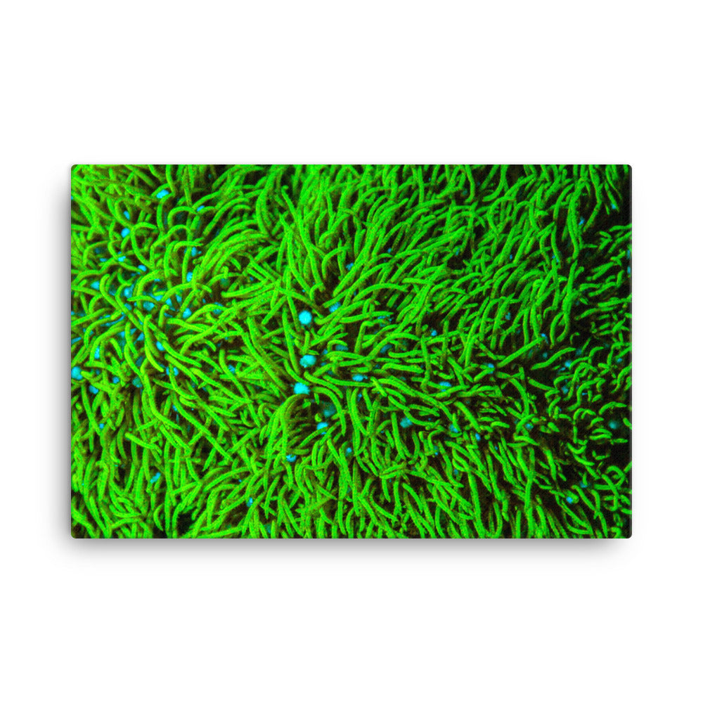 Greener Pastures - Canvas - Coral Reef Photography Art