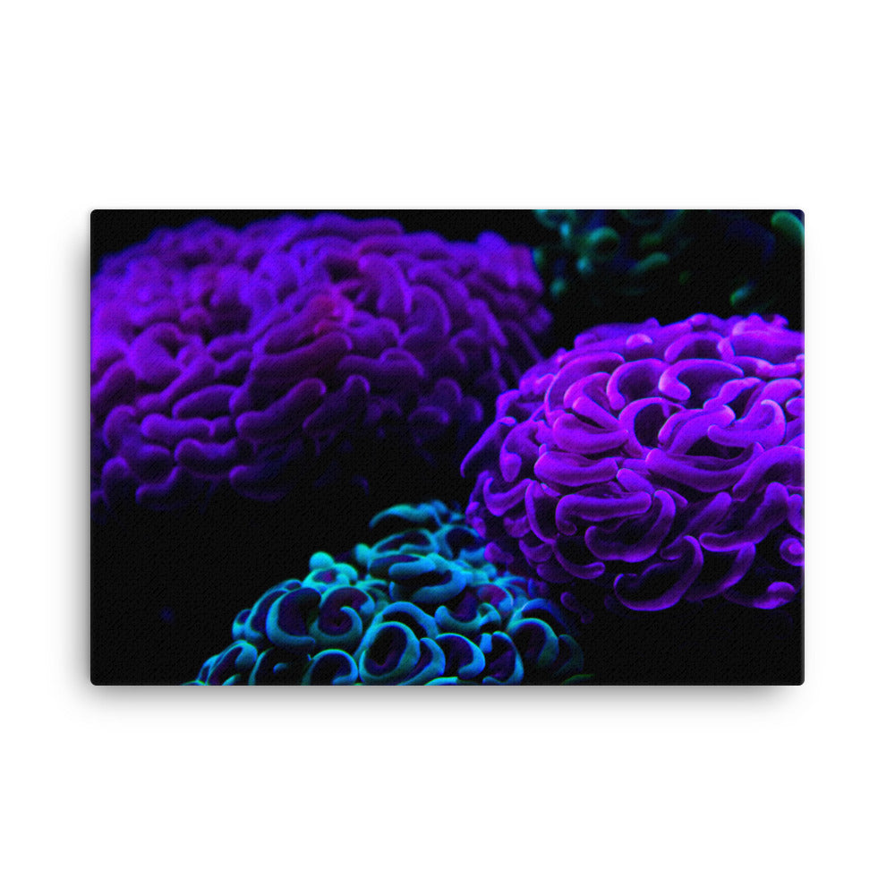 Joanna - Canvas - Coral Reef Photography Art
