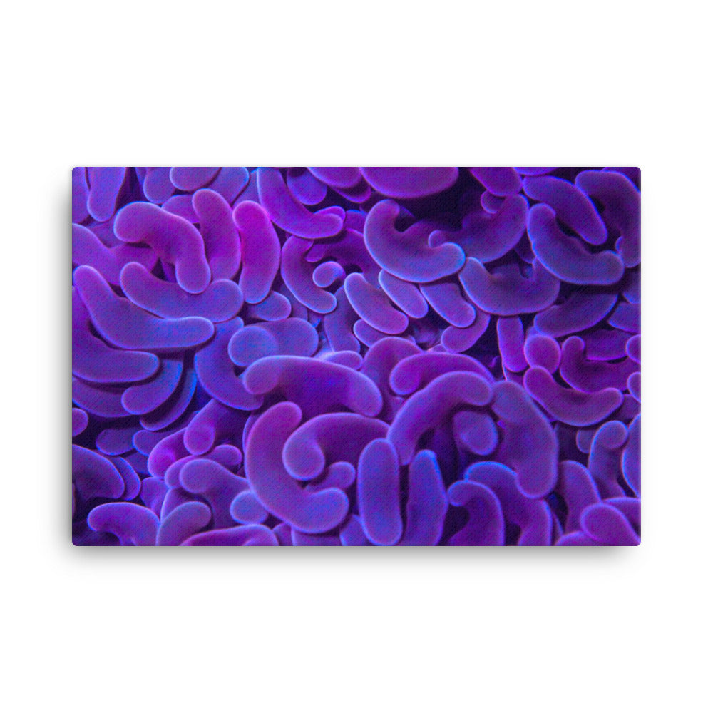 Taro Tide - Canvas - Coral Reef Photography Art