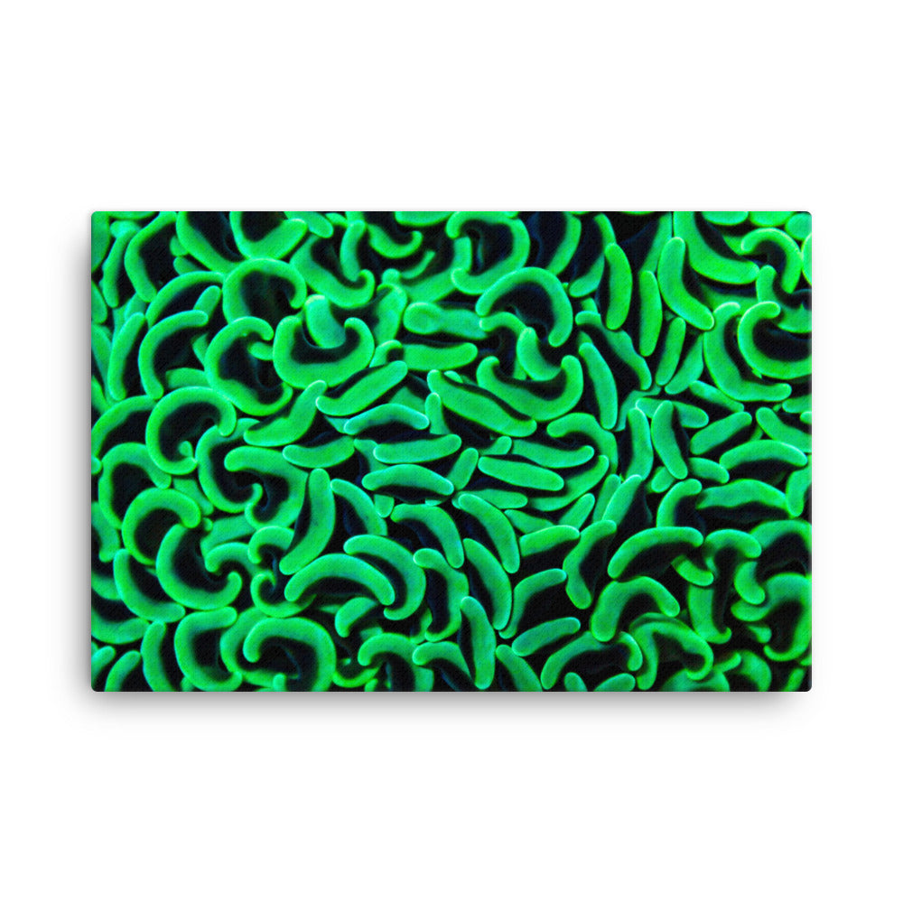 The Riddlers Rug - Canvas - Coral Reef Photography Art
