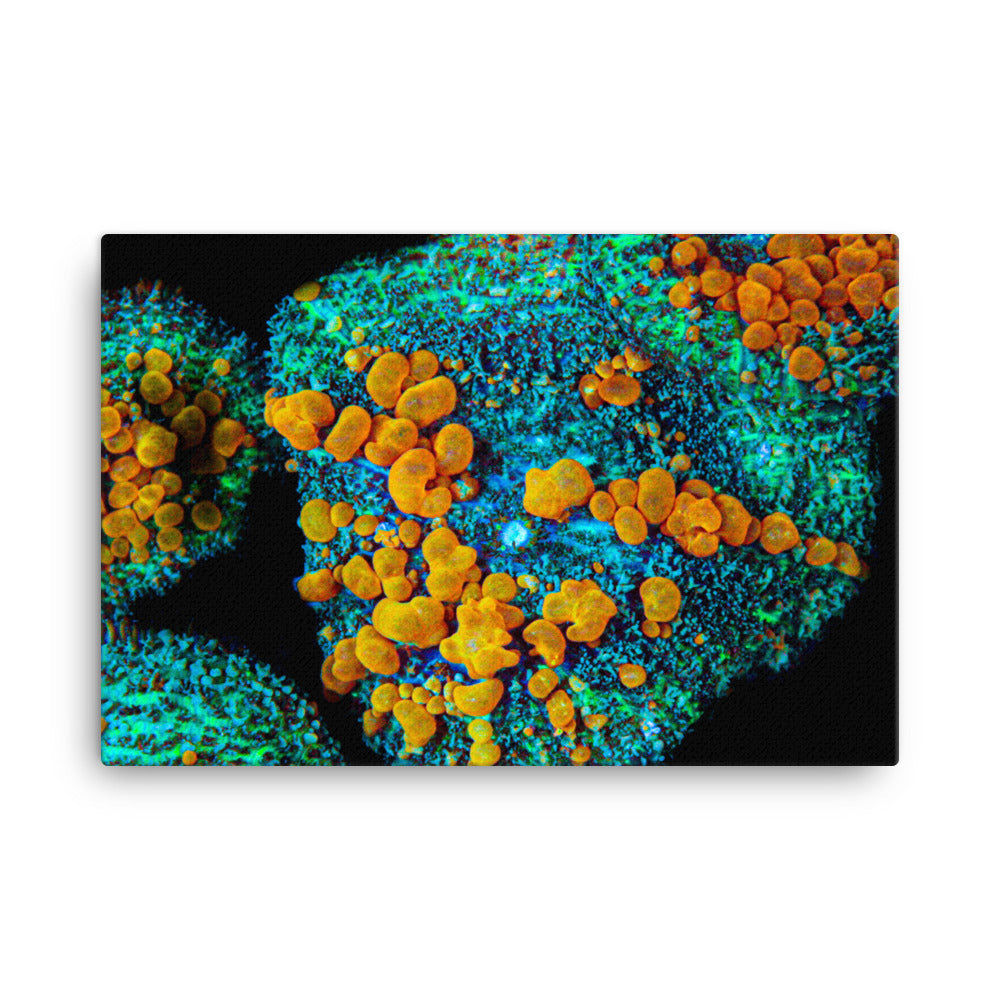 Breakout - Canvas - Coral Reef Photography Art