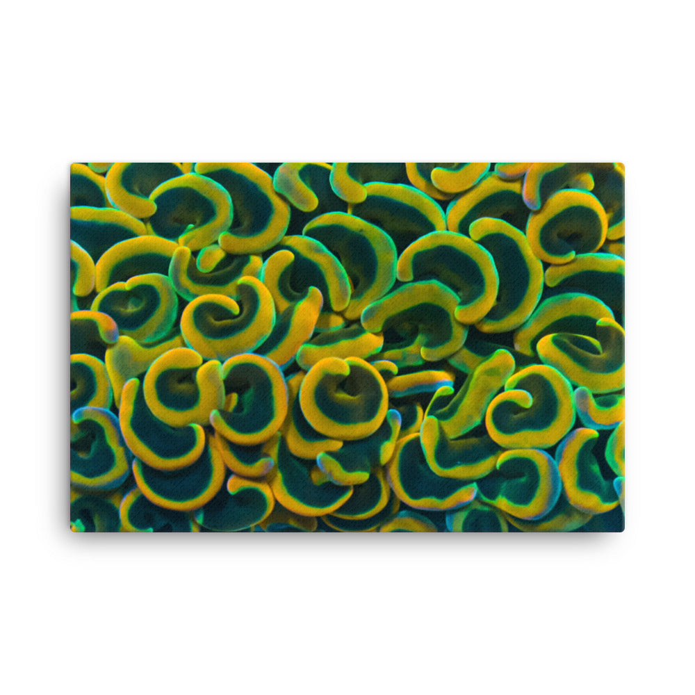 Yellow Brick Rainbow Road - Canvas - Coral Reef Photography Art