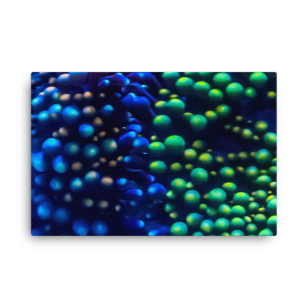 Inside The Equalizer - Canvas - Coral Reef Photography Art