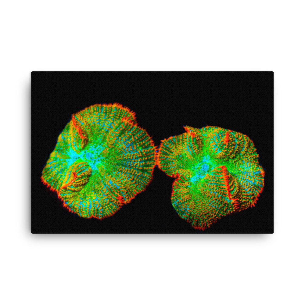 Lizard Frill - Canvas - Coral Reef Photography Art