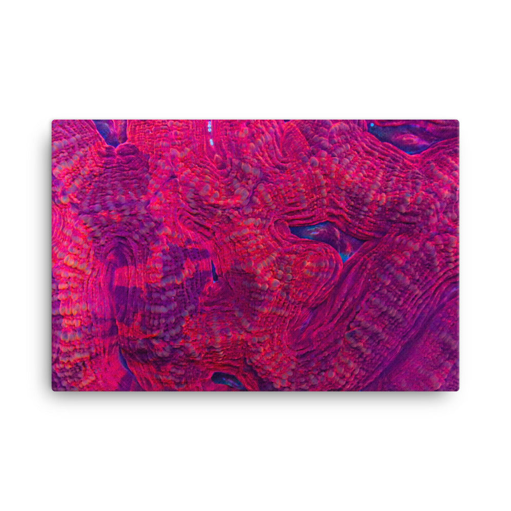Igneous - Canvas - Coral Reef Photography Art
