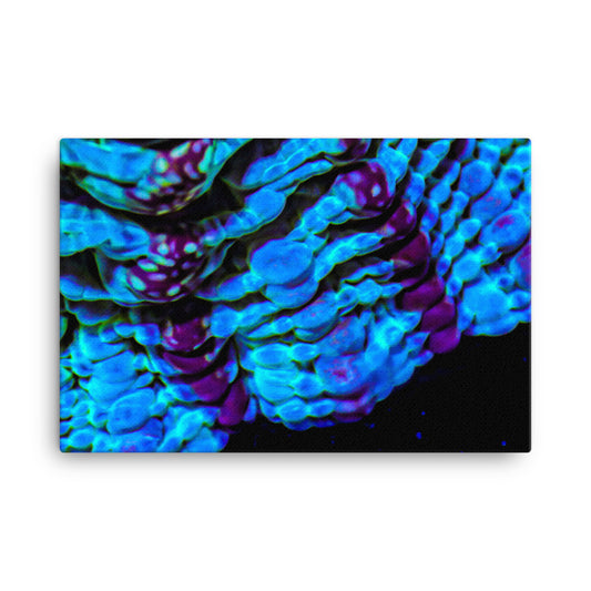 Nebulous Edge - Canvas - Coral Reef Photography Art