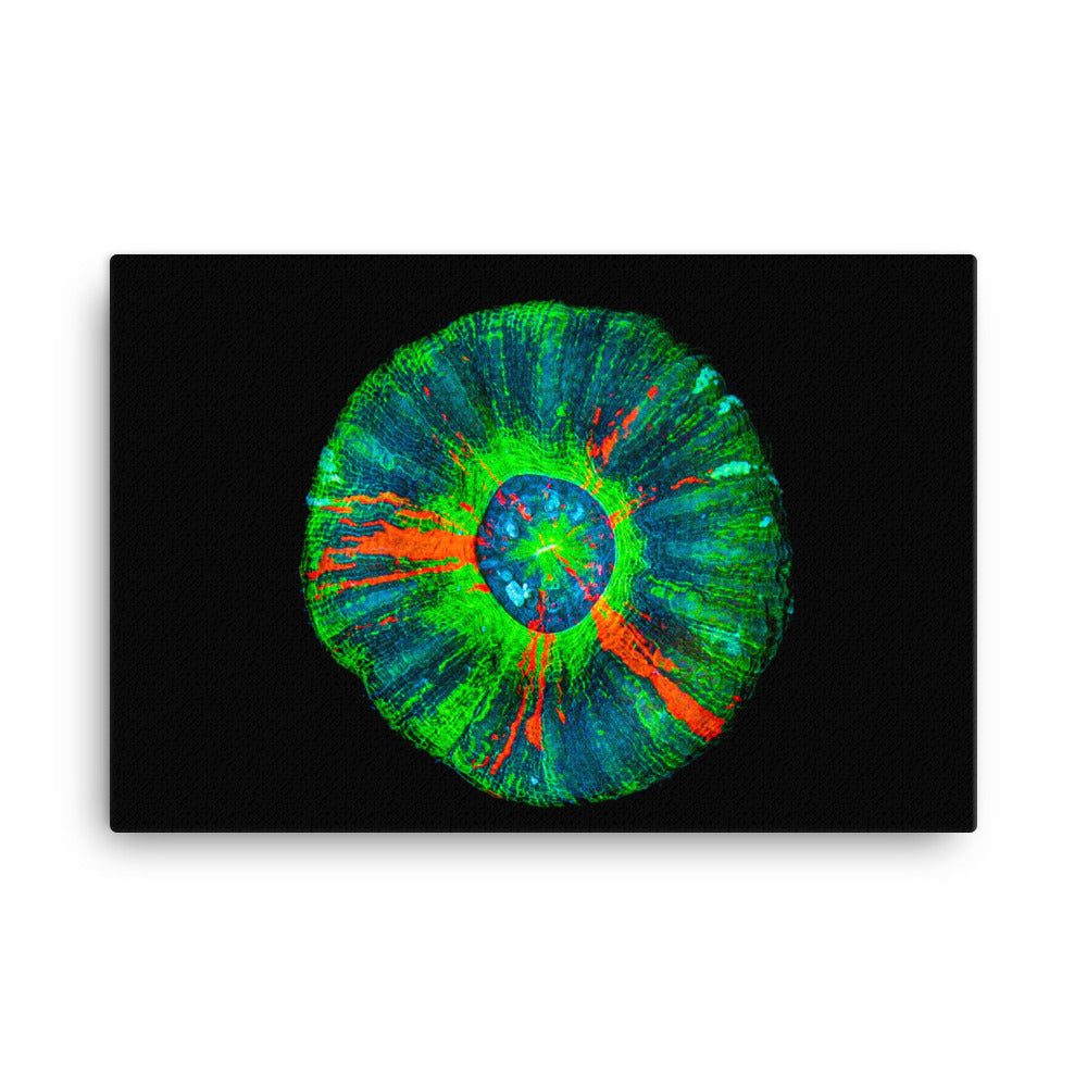 Oculus - Canvas - Coral Reef Photography Art