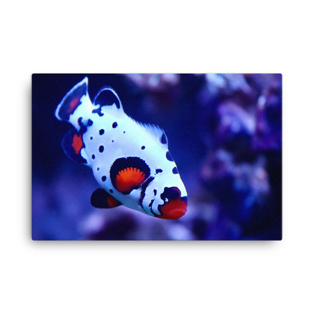 Ocellated Jester - Canvas - Coral Reef Photography Art
