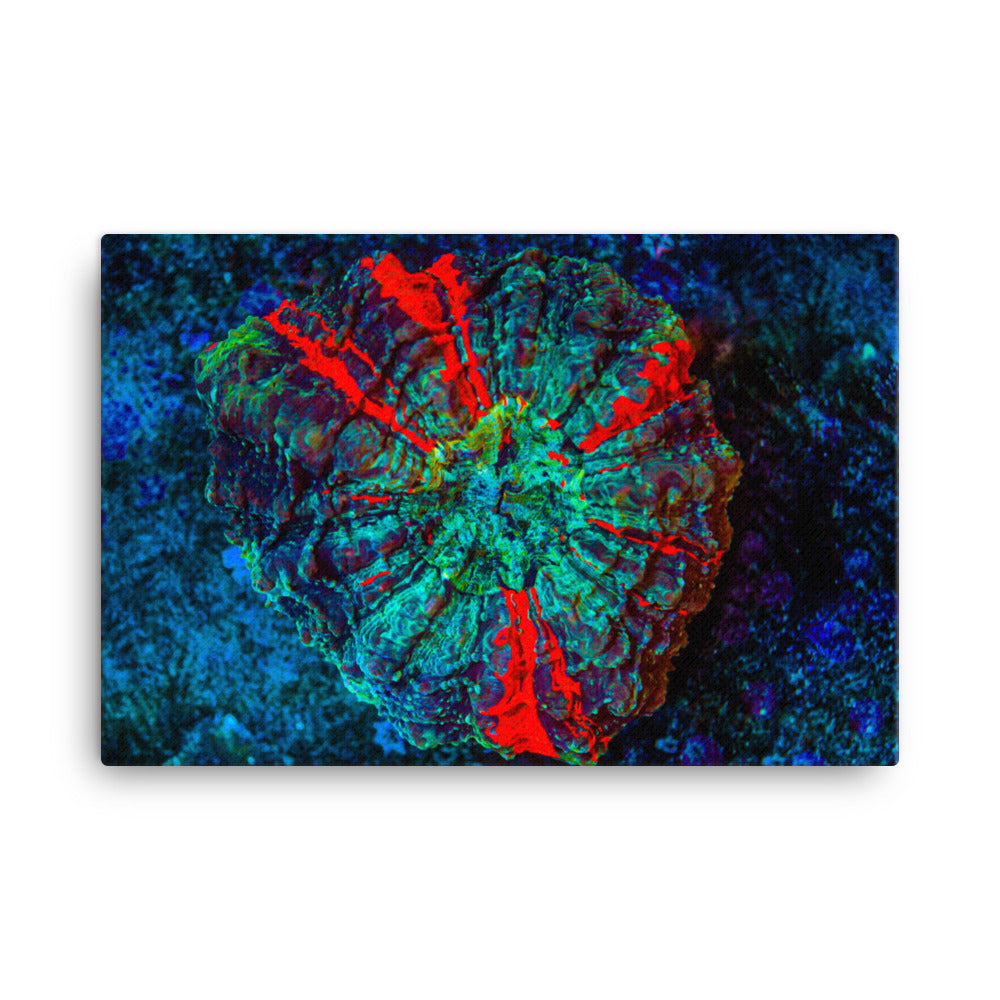 Red Radial - Canvas - Coral Reef Photography Art
