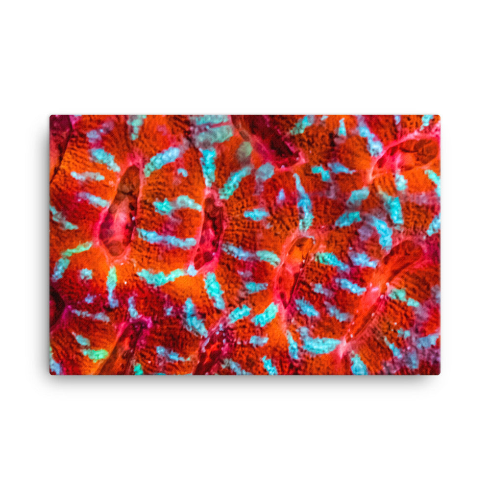 Turquoise Conchas - Canvas - Coral Reef Photography Art