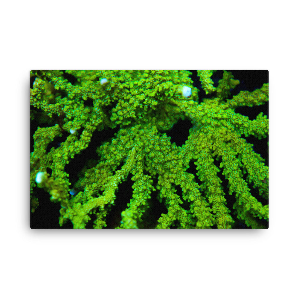 Davy Jones' Silhouette - Canvas - Coral Reef Photography Art