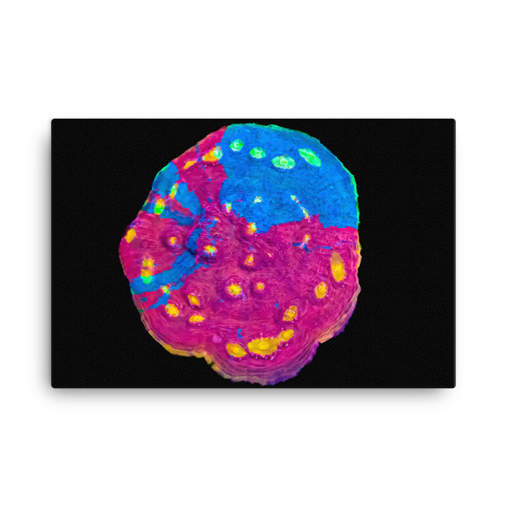 Waxberry - Canvas - Coral Reef Photography Art