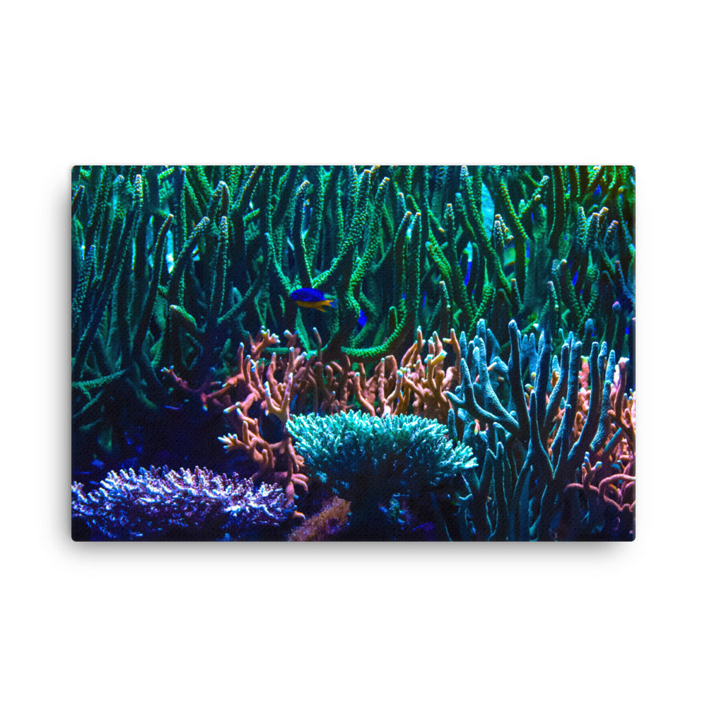 Limestone Forest - Canvas - Coral Reef Photography Art