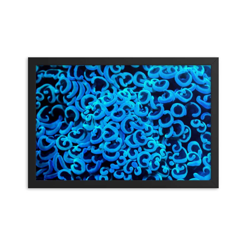 Cupid's Curls - Framed Fine Art Print - Coral Reef Photography Art