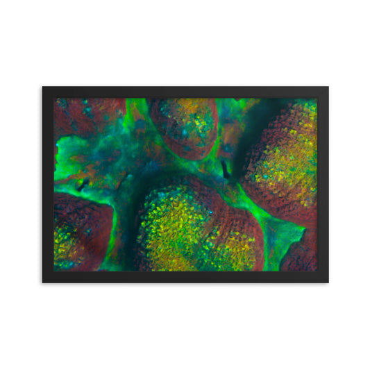 Rainbow Riverside - Framed Fine Art Print - Coral Reef Photography Art