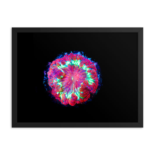 Blastonova - Framed Fine Art Print - Coral Reef Photography Art