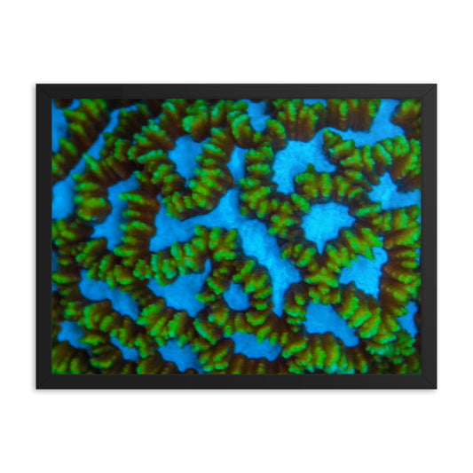 Blue Domino - Framed Fine Art Print - Coral Reef Photography Art