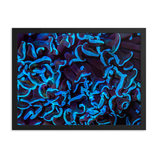 Chocolate Tides - Framed Fine Art Print - Coral Reef Photography Art