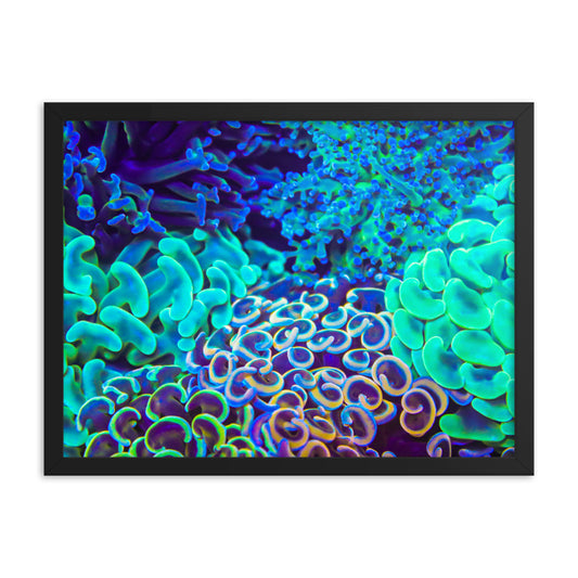 Coral Bouquet - Framed Fine Art Print - Coral Reef Photography Art