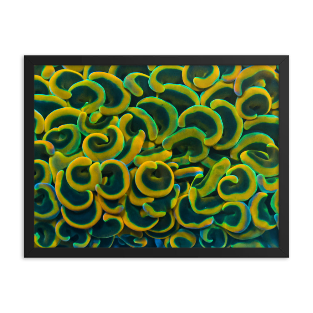 Yellow Brick Rainbow Road - Framed Fine Art Print - Coral Reef Photography Art