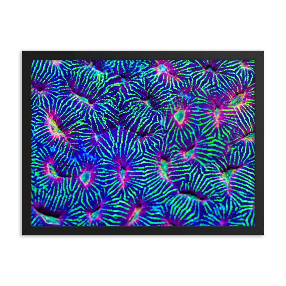 Jungle Stop - Framed Fine Art Print - Coral Reef Photography Art