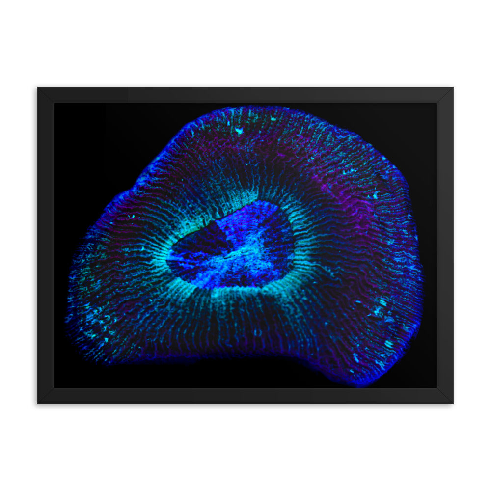 Crown Geode - Framed Fine Art Print - Coral Reef Photography Art