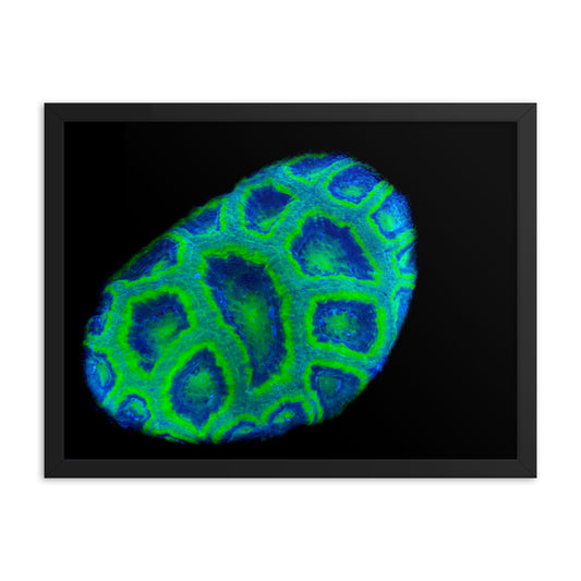 Green Petosky - Framed Fine Art Print - Coral Reef Photography Art