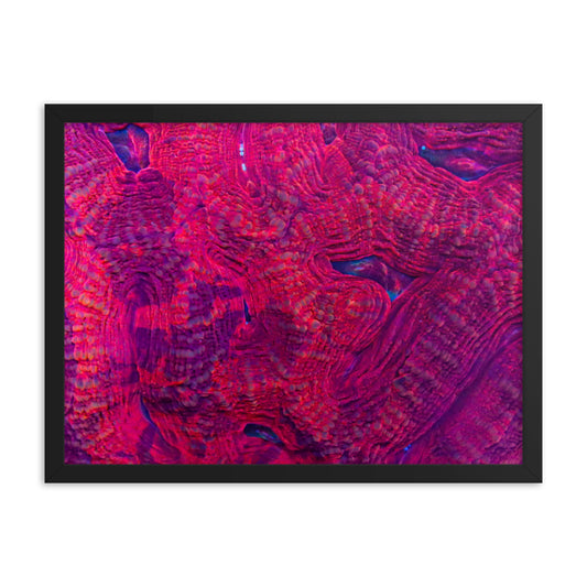 Igneous - Framed Fine Art Print - Coral Reef Photography Art