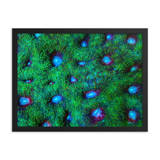 Land Of Ten Thousand Lakes - Framed Fine Art Print - Coral Reef Photography Art