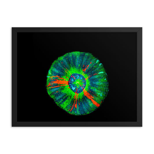 Oculus - Framed Fine Art Print - Coral Reef Photography Art
