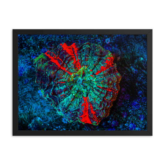 Red Radial - Framed Fine Art Print - Coral Reef Photography Art