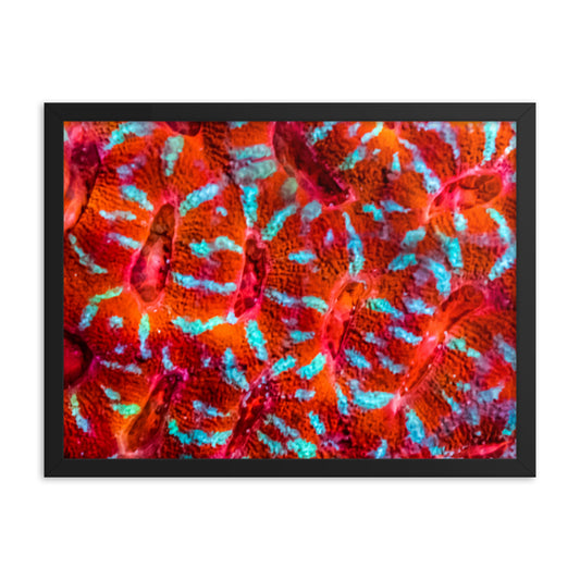 Turquoise Conchas - Framed Fine Art Print - Coral Reef Photography Art