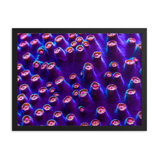 Cavern Wall - Framed Fine Art Print - Coral Reef Photography Art