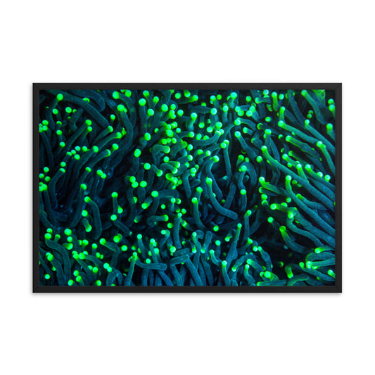 Firefly Rockets - Framed Fine Art Print - Coral Reef Photography Art