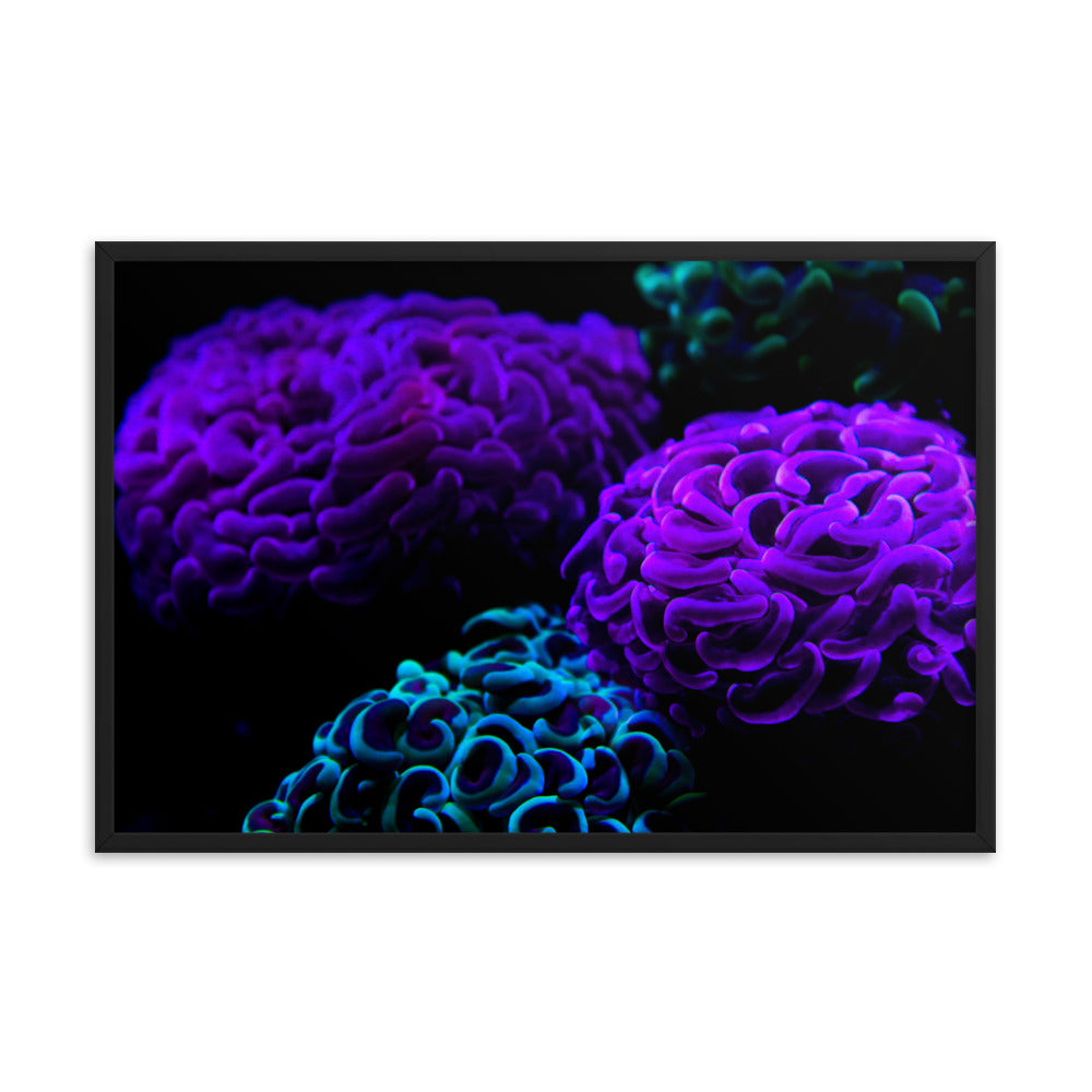 Joanna - Framed Fine Art Print - Coral Reef Photography Art