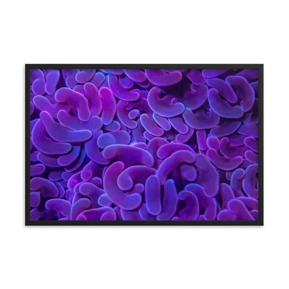Taro Tide - Framed Fine Art Print - Coral Reef Photography Art