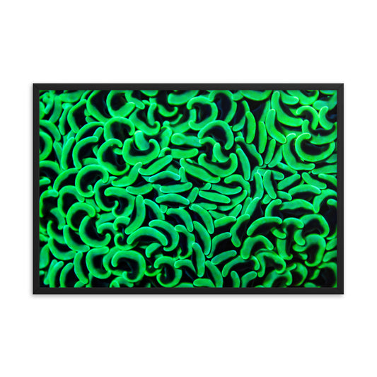 The Riddlers Rug - Framed Fine Art Print - Coral Reef Photography Art